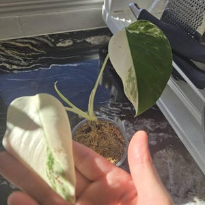 Loreily added a photo of their purchase