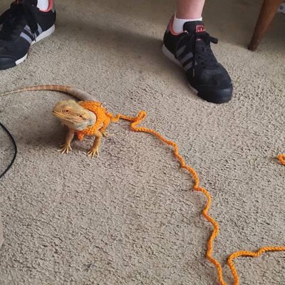 Leopard Gecko Leash And Harness Bearded Dragon Harness Leash Set