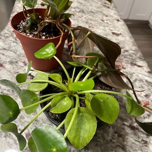 Emily added a photo of their purchase