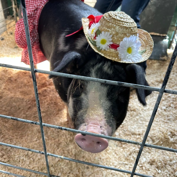 Skirt & Matching Bow Neck-band! Mini Pig Clothes, Pot Belly Pig Clothes ...