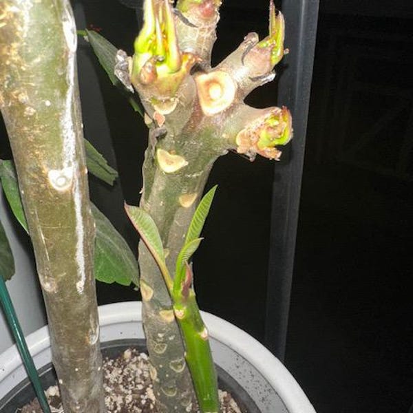 Rare Plumeria Black Fire frangipani- 1 cutting- imported Rare Plumeria Black Fire frangipani- 1 cutting- imported
