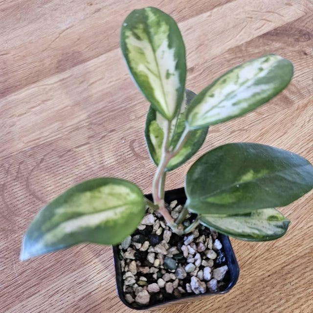Hoya carnosa 'Madara Green Edge' | 2-Inch – Hoya Treasures