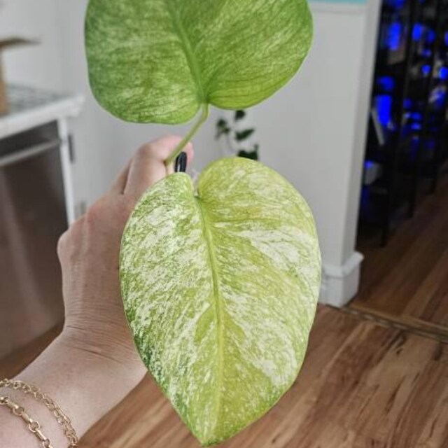 Platycerium Willinckii Jade Girl: photos, how to grow, care