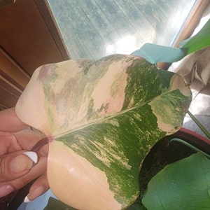 Yolanda added a photo of their purchase