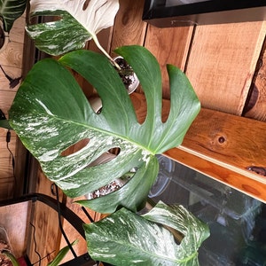Vanessa added a photo of their purchase