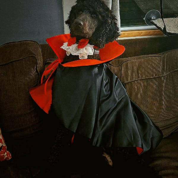 Cat Dog Vampire Costume Halloween, Dog Dracula Count Cloak, Pet Cosplay ...