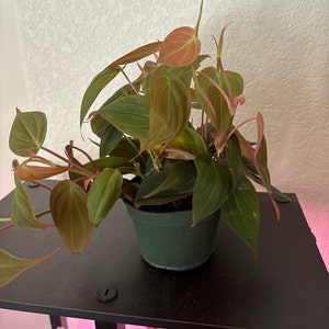 Stephanie added a photo of their purchase