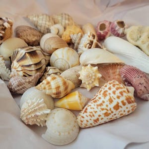 SHELL MYSTERY BOX 30 Florida Seashells Wedding Decor, Beach Theme