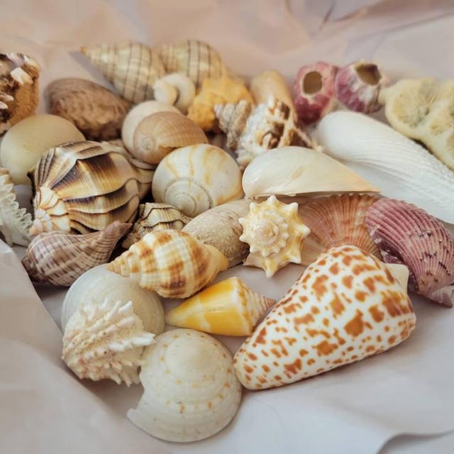SHELL MYSTERY BOX 30 Florida Seashells Wedding Decor, Beach Theme