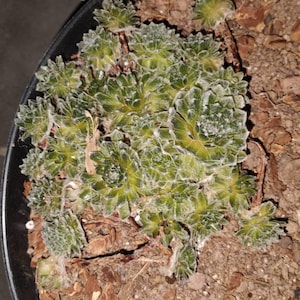 German dodał(a) zdjęcie swoich zakupów