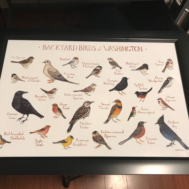 Common Birds of North Central Washington poster - North Central