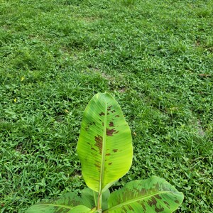 Blue Java Banana Tree Ice Cream Banana Plant Starter Fruit - Etsy