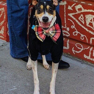 Off white dog hoodie Clearance