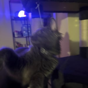 lindsay ha aggiunto una foto del proprio acquisto