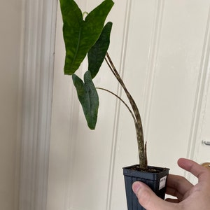 Nino added a photo of their purchase