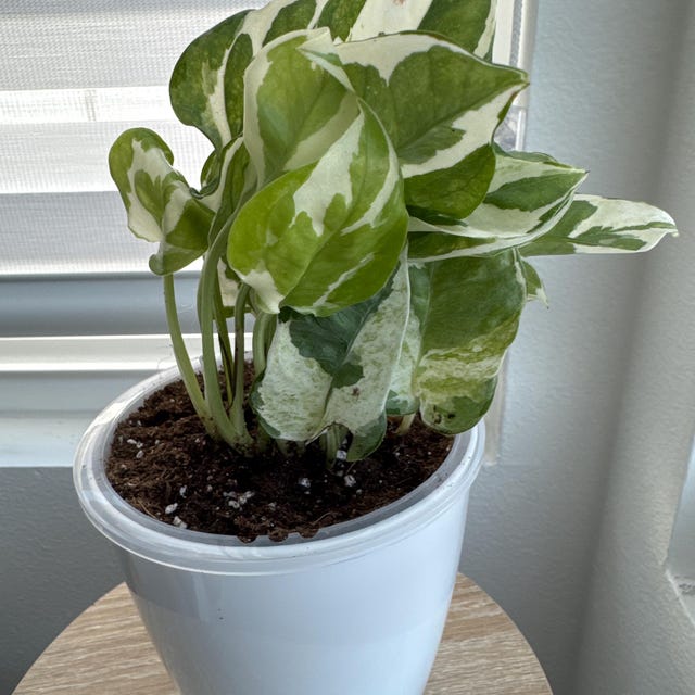 Pothos Glacier Starter Plant - Epipremnum Aureum - 3