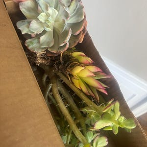 セダム デンドロイデウム - 多肉植物 - Etsy 日本