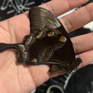 Andy ha añadido una foto de su compra