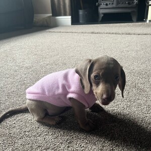 dachshund season pants