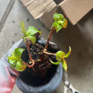 Fengyan added a photo of their purchase