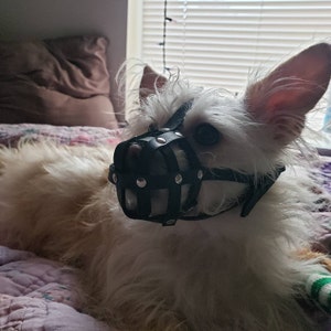 frenchie with a muzzle frenchie with a muzzle
