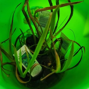 Alba added a photo of their purchase