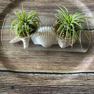 DELPHINE added a photo of their purchase