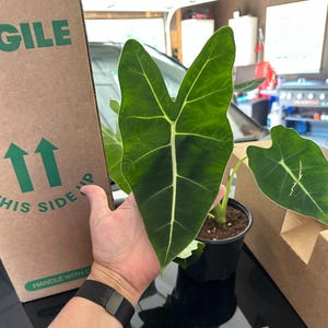 A. added a photo of their purchase