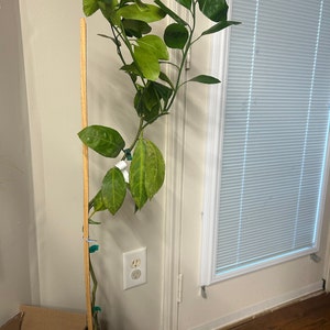 Shaina added a photo of their purchase