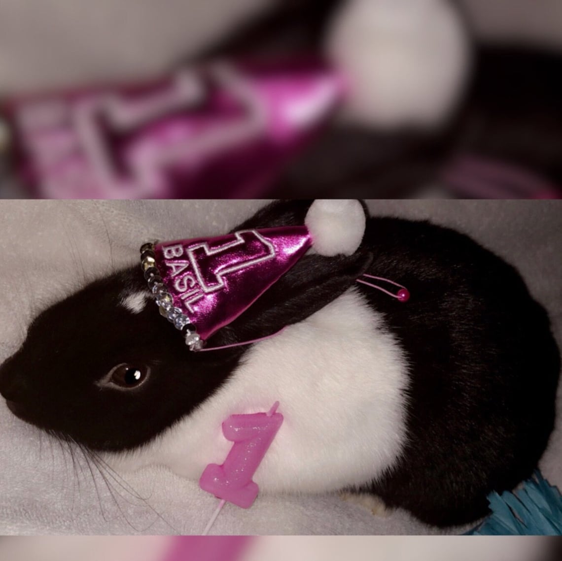 Customer photo of a pet with the First Birthday hat and matching tie or bow