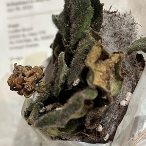 Cat ha añadido una foto de su compra