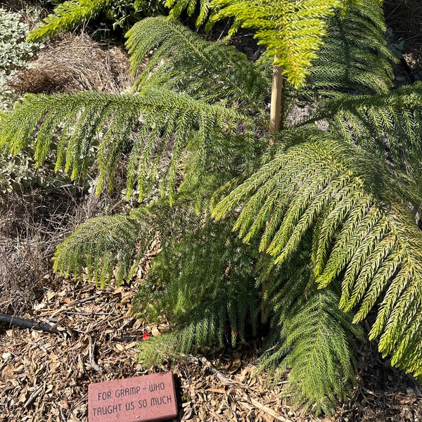 Memory Tree in Honor of Planting / Brick Paver / Garden Memorial / Tree ...