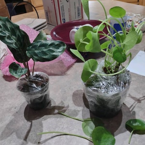 Rebecca ha añadido una foto de su compra