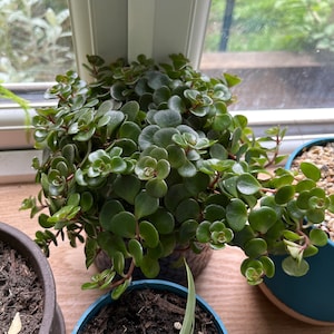 Kevin ha añadido una foto de su compra