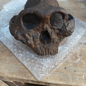 Paranthropus boisei Skull Replica - Hominid Cranium - Prehistoric
