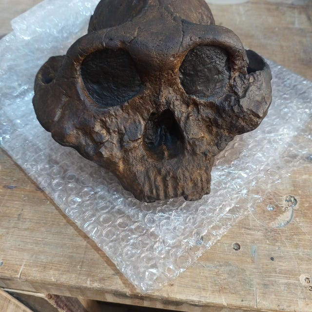 Paranthropus boisei Skull Replica - Hominid Cranium - Prehistoric