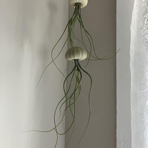 Otter ha añadido una foto de su compra