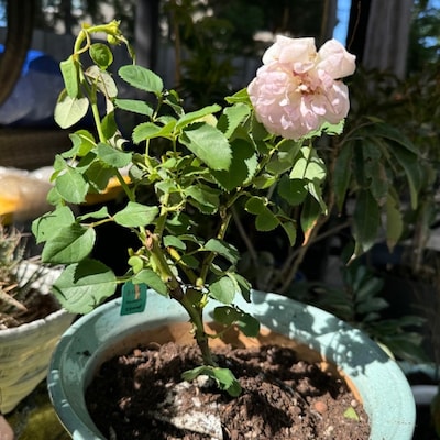 Masora. 真宙 Japanese Rose. Heat Resistance. Disease Resistance. Continue ...