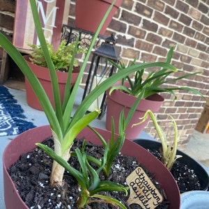 Angela added a photo of their purchase