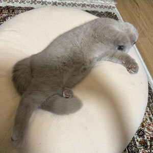 Patsaya added a photo of their purchase