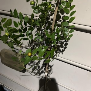 Lena added a photo of their purchase