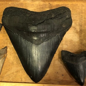 6 Megalodon Teeth the Largest One Measures 4.90 Inches. - Etsy