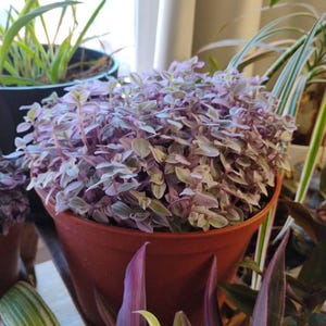 Tami added a photo of their purchase