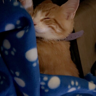 Bunny Costume for Dogs, Halloween Costume for Dogs, Cat's Costume, Dog