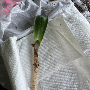 Baby Clivias-clivia 君子兰苗大桥虎头香味兰圆头花脸立板麻油- Etsy Baby Clivias-clivia 君子兰苗大桥虎头香味兰圆头花脸立板麻油- Etsy