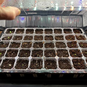 Brooke ha añadido una foto de su compra