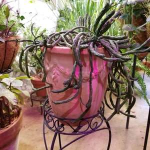 4 6 8 Pot of medusa's Head Rare - Etsy