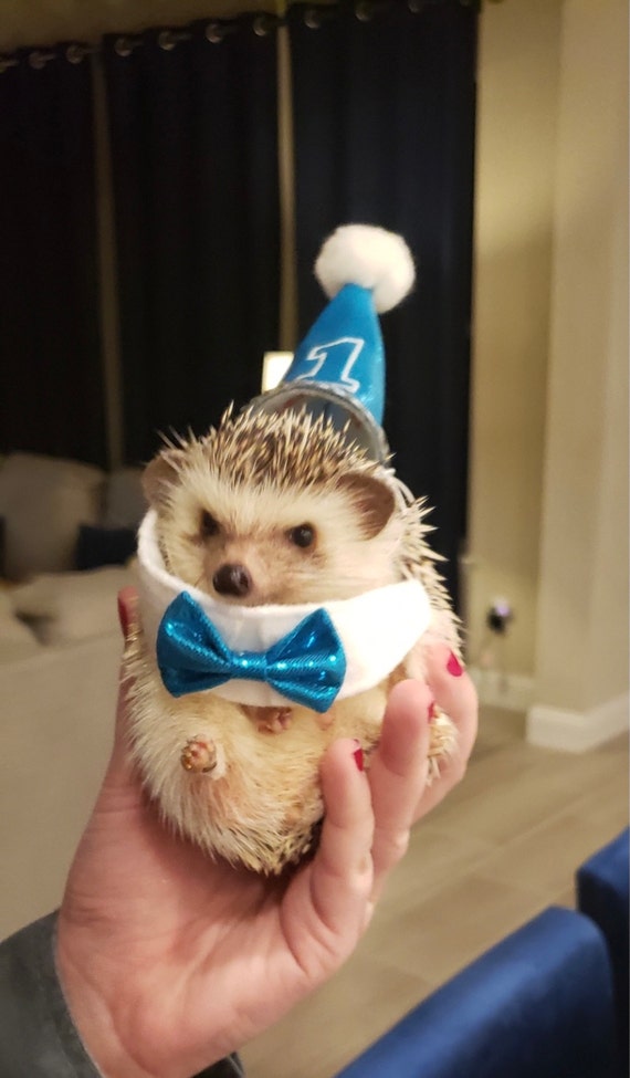 Customer photo of a pet with the First Birthday hat and matching tie or bow