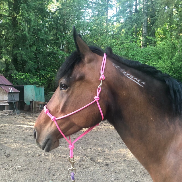 Custom Handmade Rope Halters with Snaps by DODKRopeHalters on Etsy