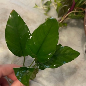 BUY 2 GET 1 FREE Anubias Barteri 'Coffeefolia'-Easy Live Aquarium Pond Aquatic Plant